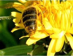 Ce n'est pas l'tout mais on a des abeilles à sauver ! Des insectes pollinisateurs, espèce, espèces, vie...